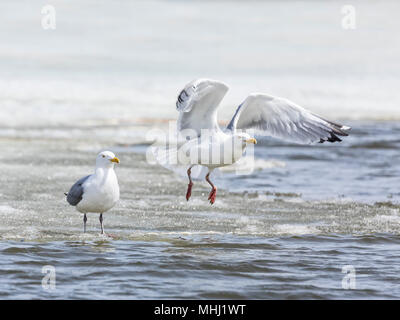 Gemeinsame Möwen (Larus canus), oder Sturmmöwen, Flucht, Fortwhyte, Manitoba, Kanada. Stockfoto