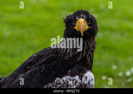 Steller's Sea Eagle am Internationalen Zentrum für Raubvögel, Newent Gloucestershire. Stockfoto