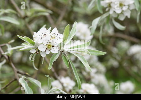 Pyrus Salicifolia "Pendel". Hängenden Weide Endivie Birnbaum blühen im Frühjahr Stockfoto