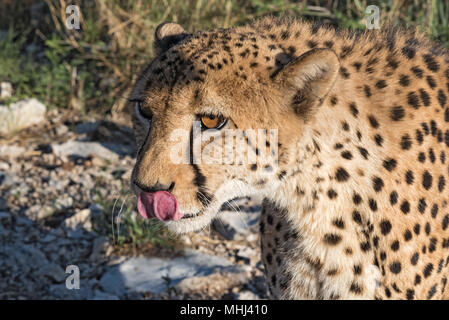 Portrait eines Geparden (Acinonyx jubatus) in der Abendsonne Licht, Namibia Stockfoto