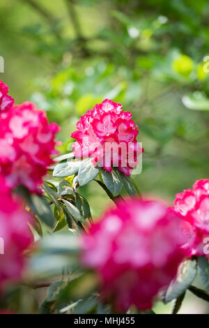 Rhododendron 'Präsident Roosevelt' Blüte im Frühjahr. UK. Blühende Azalee Stockfoto