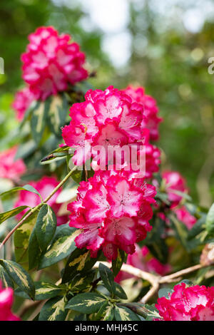 Rhododendron 'Präsident Roosevelt' Blüte im Frühjahr. UK. Blühende Azalee Stockfoto