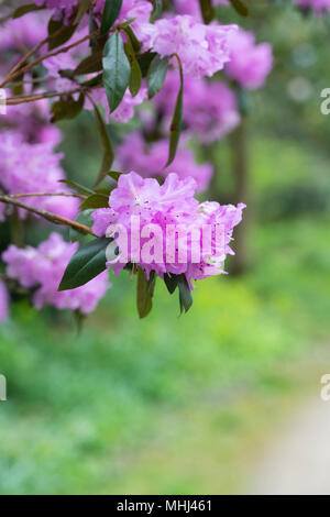 Rhododendron rubiginosum Blüte im Frühjahr. UK. Blühende Azalee Stockfoto