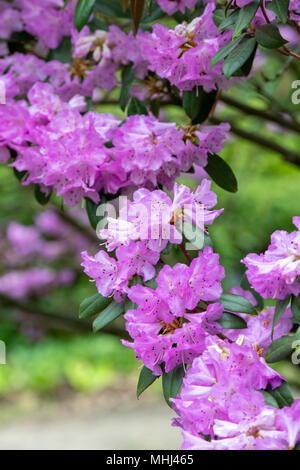 Rhododendron rubiginosum Blüte im Frühjahr. UK. Blühende Azalee Stockfoto