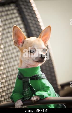 Hund in grüner Kleidung für einen Spaziergang Stockfoto