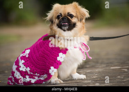 Kleine Hund in der Kleidung für einen Spaziergang Stockfoto