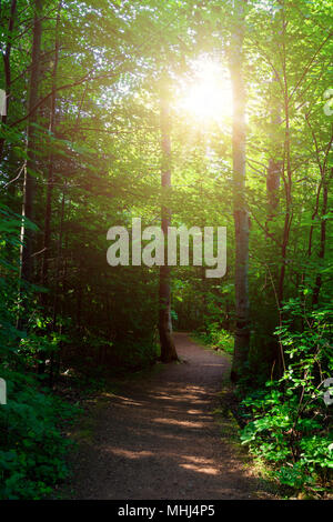 Die Sonne durch die Bäume in der Haunted Woods glänzend in der PEI National Park, Prince Edward Island, Kanada. Stockfoto