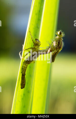 Große rote damselfly, Pyrrhosoma nymphula, Larve, Larven, unreife Erwachsene emerging, Sussex, UK, April Stockfoto