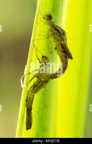 Große rote damselfly, Pyrrhosoma nymphula, Larve, Larven, unreife Erwachsene emerging, Sussex, UK, April Stockfoto