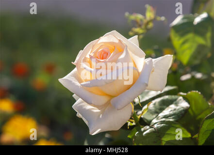 Schöne weiße Rose Blume. Stockfoto