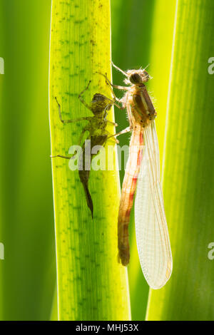 Die Metamorphose der Großen Roten damselfly, Pyrrhosoma nymphula, Larve, Larven, unreife Erwachsene entstanden, Sussex, UK, April Stockfoto