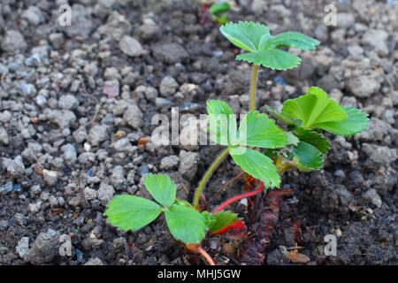 Nahaufnahme eines jungen Erdbeere Pflanze, die auf eine Zuteilung mit kopieren. Stockfoto
