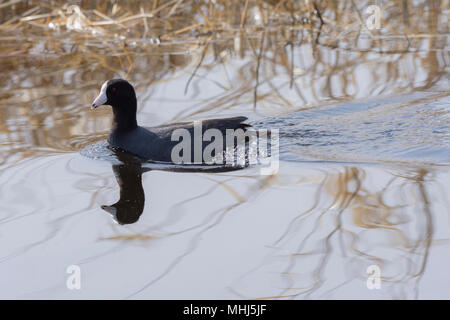 Amerikanische, Blässhuhn Fulica americana, Schwimmen in einem Teich, Beaverhill Lake, Alberta, Kanada Stockfoto