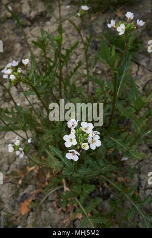 Diplotaxis erucoides Stockfoto
