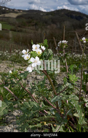 Diplotaxis erucoides Stockfoto