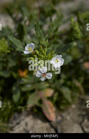 Diplotaxis erucoides Stockfoto