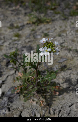 Diplotaxis erucoides Stockfoto