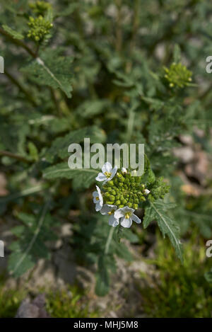 Diplotaxis erucoides Stockfoto