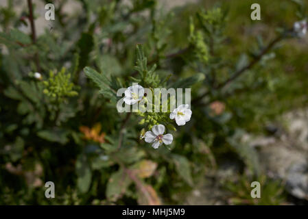 Diplotaxis erucoides Stockfoto