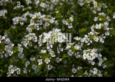 Diplotaxis erucoides Stockfoto