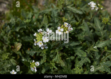 Diplotaxis erucoides Stockfoto