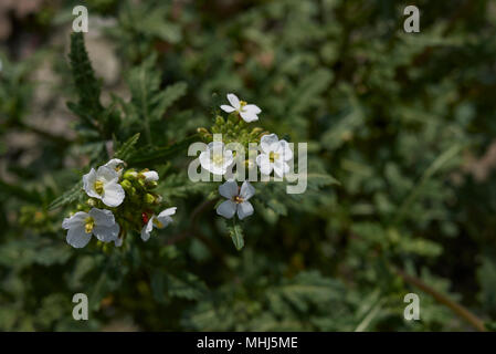 Diplotaxis erucoides Stockfoto