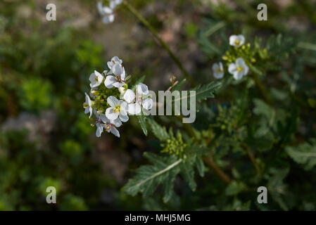 Diplotaxis erucoides Pflanzen Stockfoto