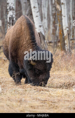 Amerikanische Bison (Bison bison) in der Elk Island National Park im frühen Frühjahr, Alberta, Kanada Stockfoto