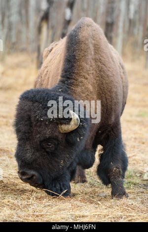 Amerikanische Bison (Bison bison) in der Elk Island National Park im frühen Frühjahr, Alberta, Kanada Stockfoto