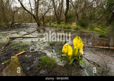 Gelbe blättrige Amerikanischen Skunk Cabbage (Lysichiton americanus)/Arum im Nassbereich in Wäldern auf der Insel Brownsea Moor wächst, in der Nähe von Poole, Dorset, Großbritannien. Stockfoto