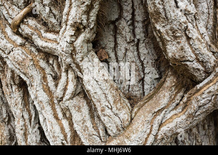 Nahaufnahme Detail der knorrigen, knorrigen, grau, Twisted, Wickeln, Klettern Rebsorten stammt rund um alten Baum auf der Insel Brownsea gewickelt, in der Nähe von Poole, Dorset UK Stockfoto