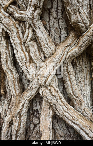 Nahaufnahme Detail der knorrigen, knorrigen, grau, Twisted, Wickeln, Klettern Rebsorten stammt rund um alten Baum auf der Insel Brownsea gewickelt, in der Nähe von Poole, Dorset UK Stockfoto