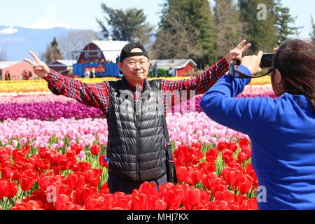 Ältere asiatischer Mann für Bilder im Tulip Stadt während der skagit Valley Tulip Festival in Mount Vernon, Washington, USA. Seine Arme sind auseinander Stockfoto
