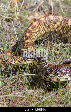 Bullsnake (Pituophis catenifer Sayi), derzeit als eine Unterart des Look-a-Like Gopher snake (Pituophis catenifer), Castle Rock CO UNS. Stockfoto