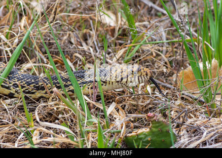 Bullsnake (Pituophis catenifer Sayi), derzeit als eine Unterart des Look-a-Like Gopher snake (Pituophis catenifer), Castle Rock CO UNS. Stockfoto