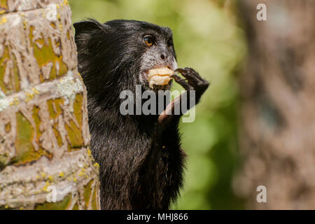 Eine wilde Sattel gesichert Tamarin (Saguinus fuscicollis) vom Stadtrand von Tarapoto, Peru. Dieses ist eine Art von essen Obst es abgeholt. Stockfoto