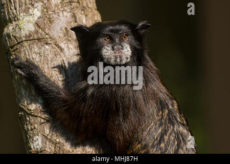 Der Sattel gesichert Tamarin (Saguinus fuscicollis) ist eine kleine Eichhörnchen größe Affe aus der Neotropis, dieses Einzelne ist aus dem Norden von Peru. Stockfoto