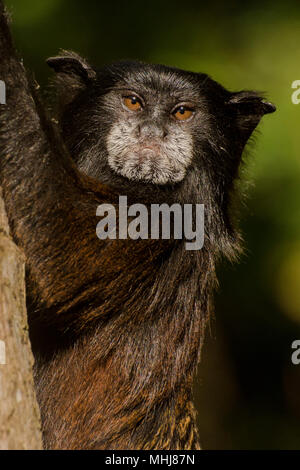 Der Sattel gesichert Tamarin (Saguinus fuscicollis) ist eine kleine Eichhörnchen größe Affe aus der Neotropis, dieses Einzelne ist aus dem Norden von Peru. Stockfoto