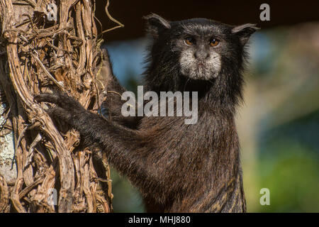 Der Sattel gesichert Tamarin (Saguinus fuscicollis) ist eine kleine Eichhörnchen größe Affe aus der Neotropis, dieses Einzelne ist aus dem Norden von Peru. Stockfoto