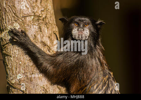 Der Sattel gesichert Tamarin (Saguinus fuscicollis) ist eine kleine Eichhörnchen größe Affe aus der Neotropis, dieses Einzelne ist aus dem Norden von Peru. Stockfoto