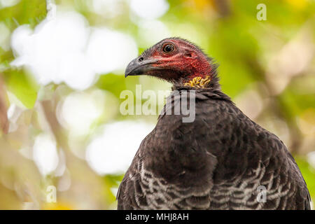 Scrub Türkei Portrait - einheimische australische Damm - Gebäude Vogel Stockfoto