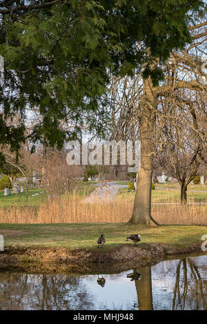 Ein paar der Kanadagänse spiegelt sich auf dem See Wasser Stockfoto