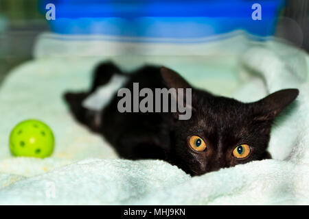 Eine schwarze Katze in den Käfig verletzt werden. Stockfoto