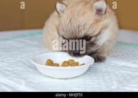 Eine kleine Flauschige pomeranian Welpen Essen in kleinen Teller. Stockfoto