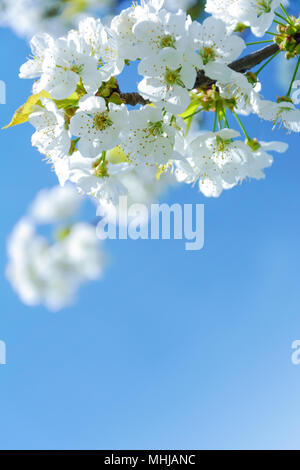 Frischer Frühling Hintergrund - schönen blühenden weißen Apple Blüten auf blauem Himmel Hintergrund in Nahaufnahme (geringe DOF) Stockfoto