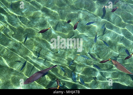 Shoal von tropischen Fischen in Coral Lagoon, Queensland, Australien Stockfoto