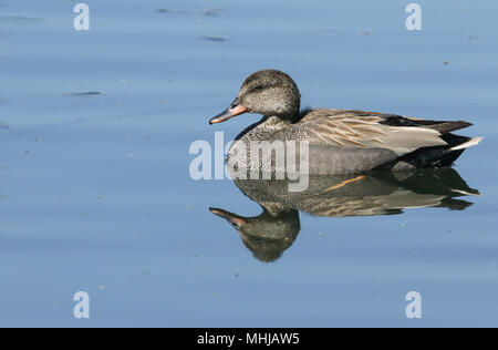 Eine atemberaubende männlichen Schnatterente (Anas strepera) Schwimmen in einem See. Stockfoto