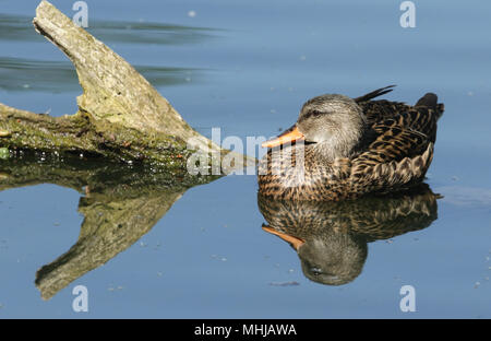 Eine hübsche Frau Schnatterente (Anas strepera) ruht auf einem in einem See versenkt. Stockfoto