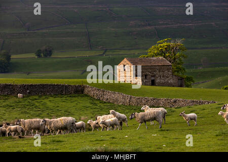 Schafe; Burtersett; Yorkshire, UK Stockfoto