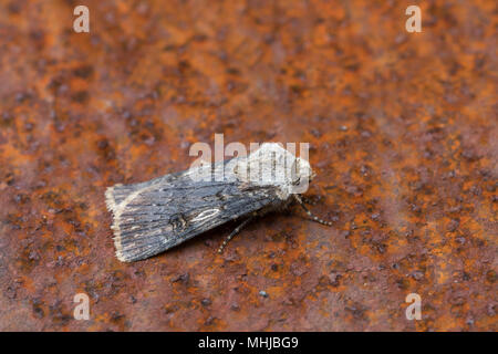 Shuttle geformte Dart Motte; Eulenfalter puta Single auf rostiges Metall Cornwall, UK Stockfoto